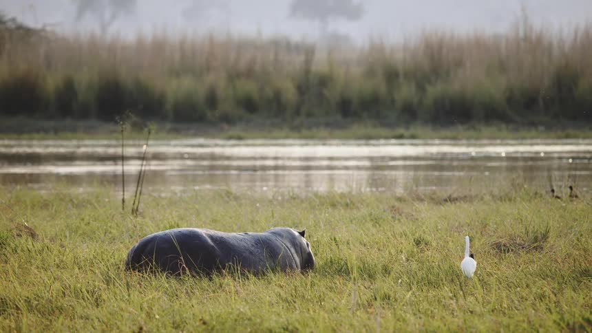 A bird sits near a hippo eating grass