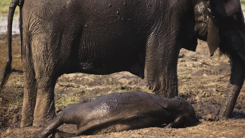 Elephants bathe in the savanna mud on a hot day