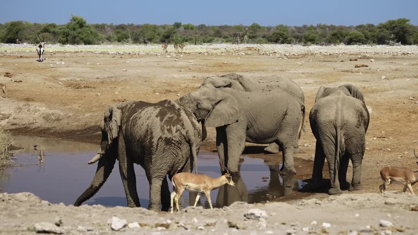 Antelopes and elephants in a small mud puddle in the savannah