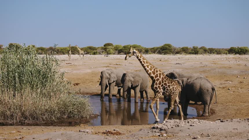 A giraffe walks past a group of elephants