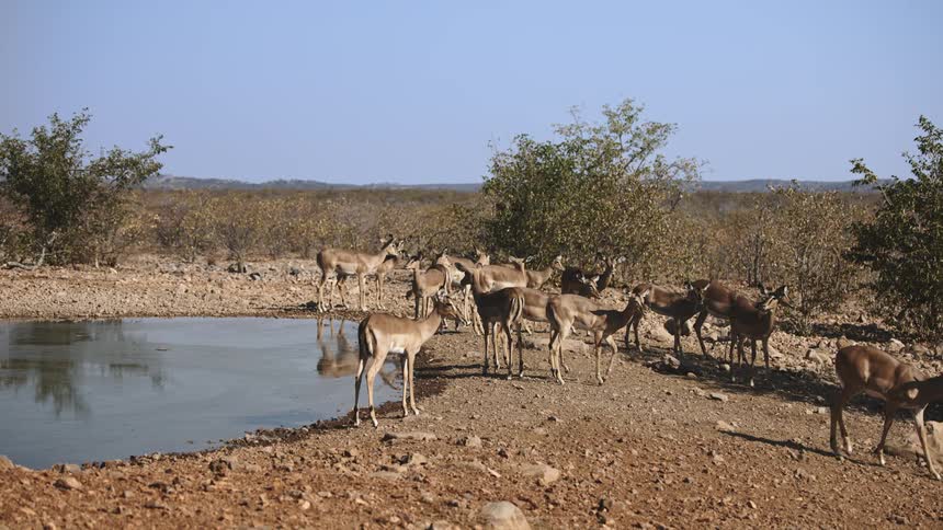 A herd of impala around water