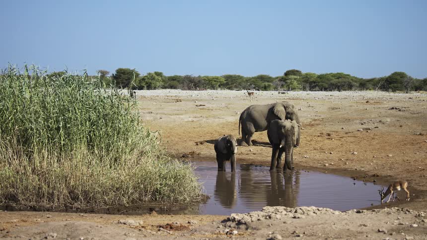 Elephants including calves drinking water in a small stream in the jungle