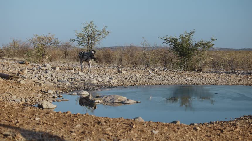 Zebra walking towards a small lake in the jungle