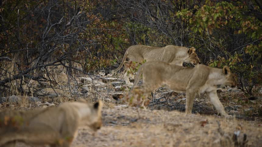 A pride of lions walking outdoors together