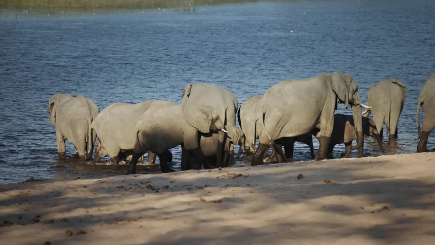 A herd of elephants on the bank of a river in the savannah on a hot day