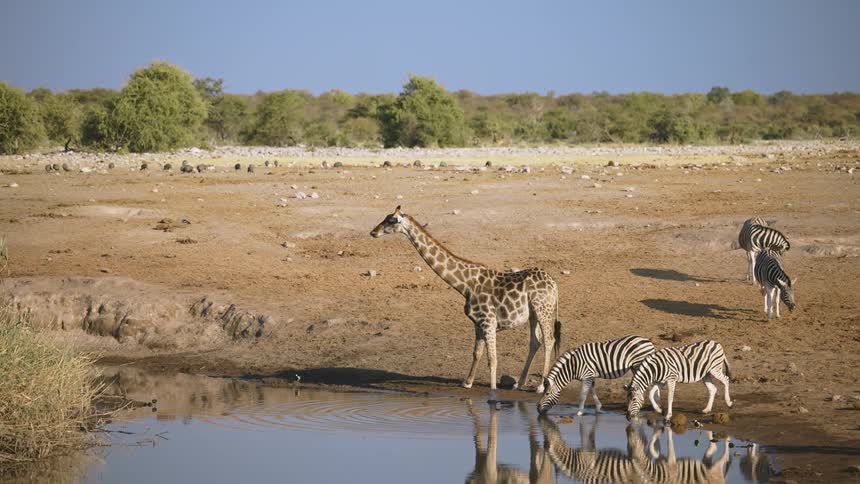 Zebras and a giraffe drinking water in a small lake in the savannah