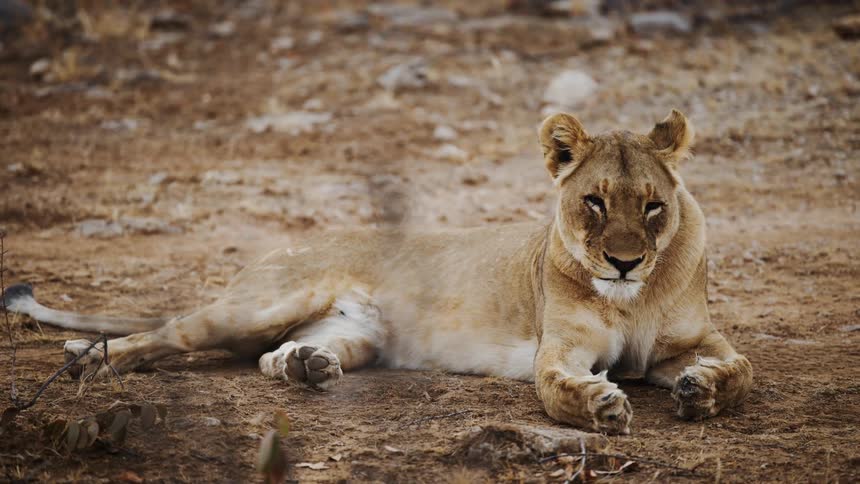 A lioness is lying on the ground yawning