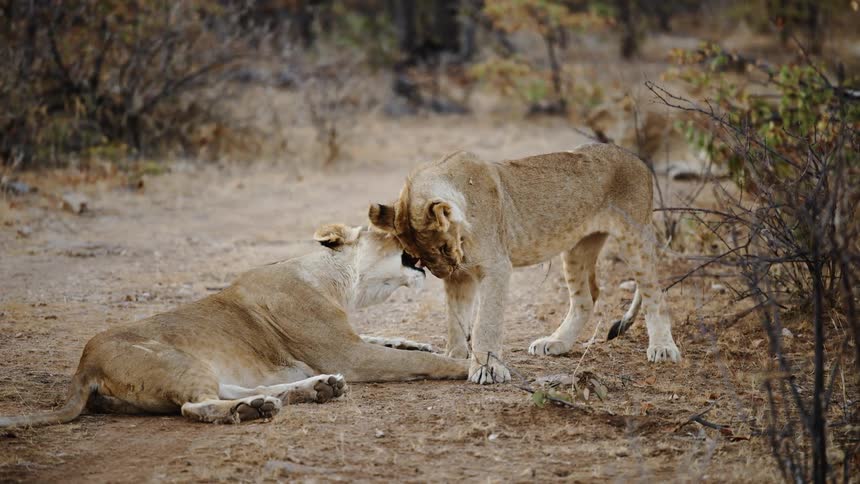 Lioness lying down playing with her son who is standing in front of her in the jungle