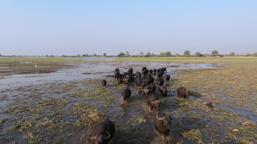 Group of cape buffalo running across a river in the same direction in the jungle