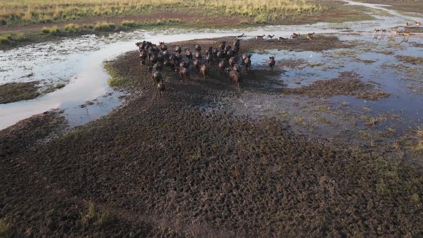 Group of buffaloes running across jungle ground and lake