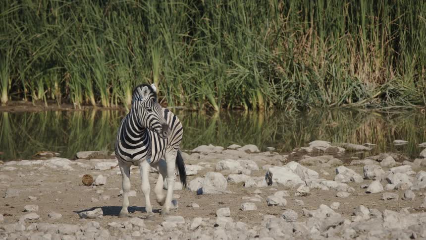 A zebra walking around in the wild on a sunny day