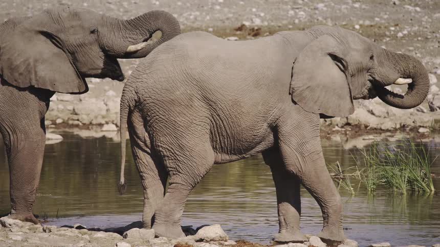 Elephants drink water from a river in the savanna during the day