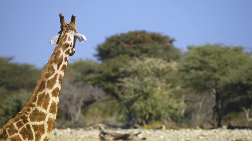 Giraffe in the jungle during a cloudless day