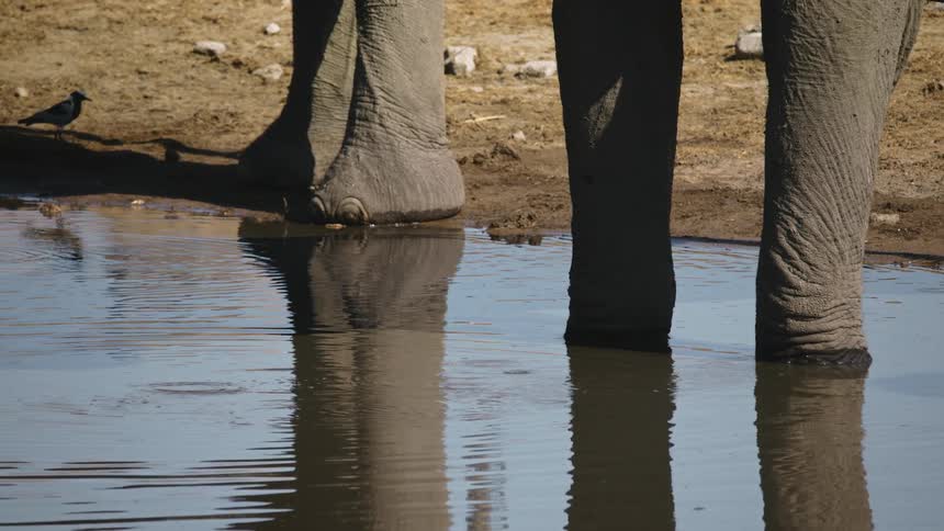 Closeup of an elephant in a small jungle lake drinking water