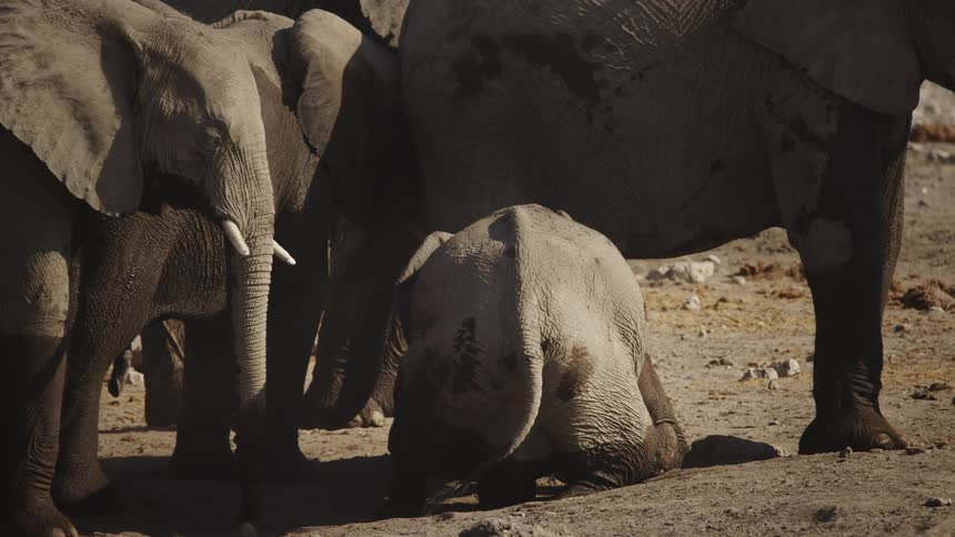 Baby elephant in the mud next to large elephants in the jungle