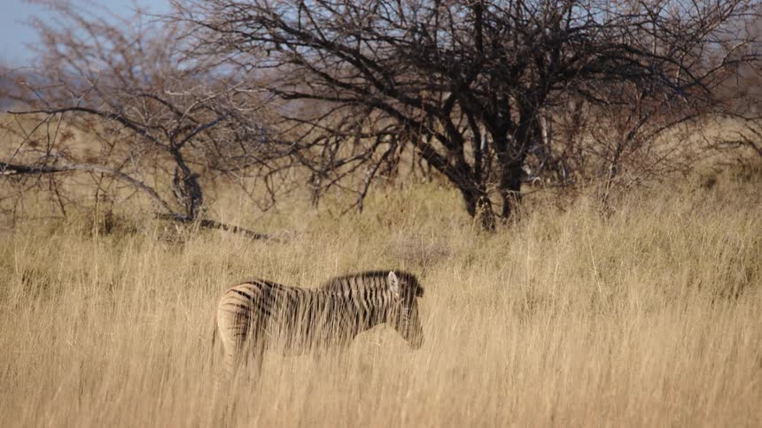 Zebra walking through a high forest in the jungle
