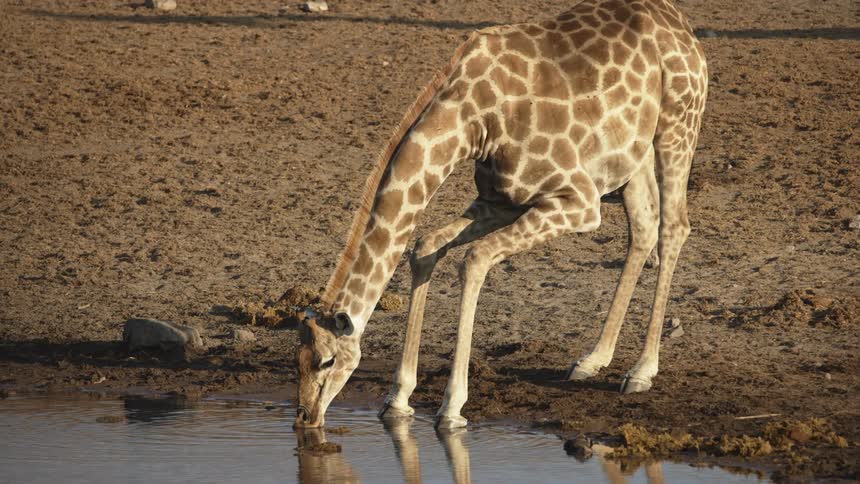 Giraffe drinking water in a small stream in the jungle