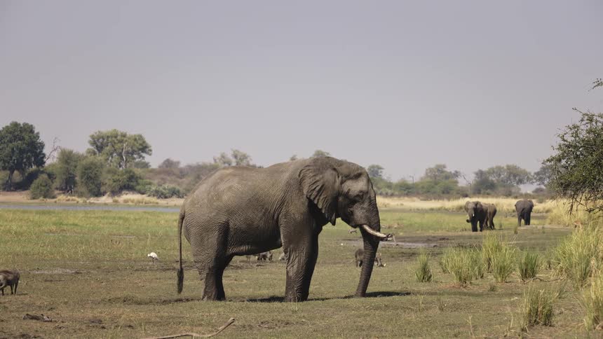 Elephants in the mud and grass in the jungle