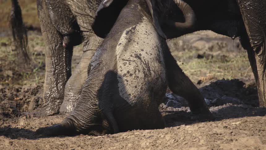 The elephant splashes a baby elephant with water