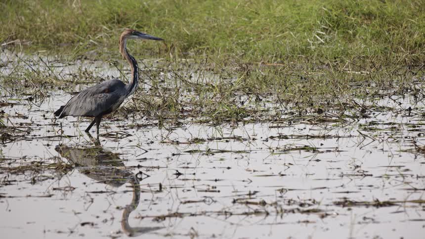 A long neck bird walking in a water filled with grass at daytime