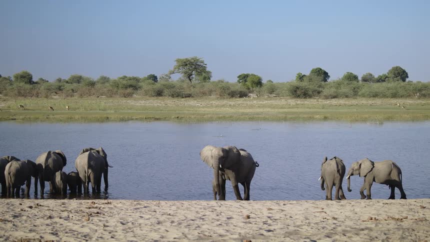Herd of elephants in the jungle walking and drinking water