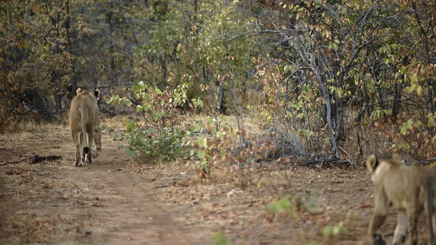 Cubs following mother lioness through the jungle