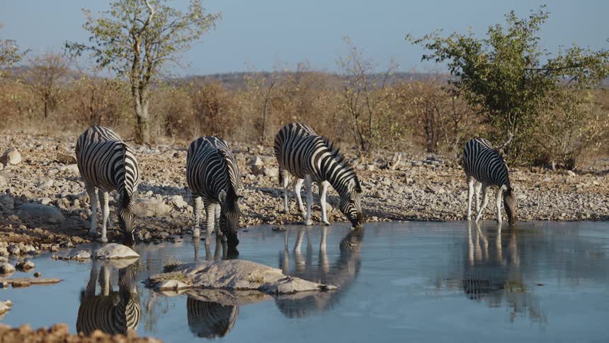 Zebras drink water at the edge of a lake during a safari