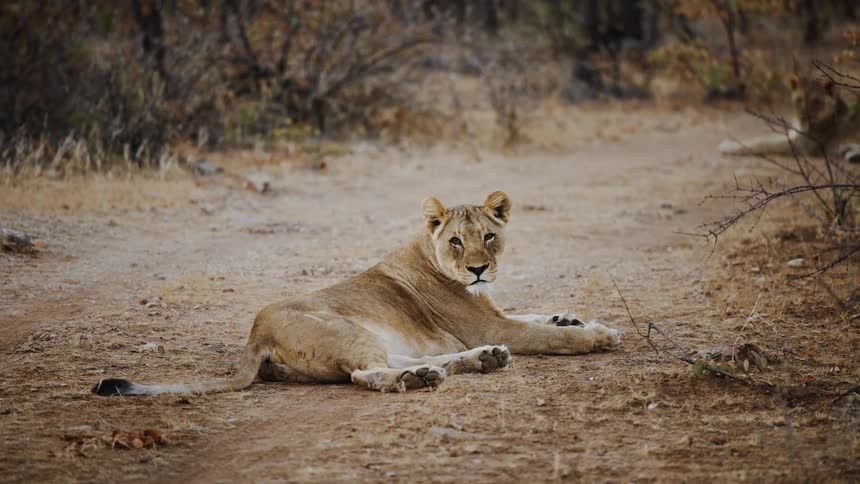 A lioness is lying on a dirt path in the african savanna