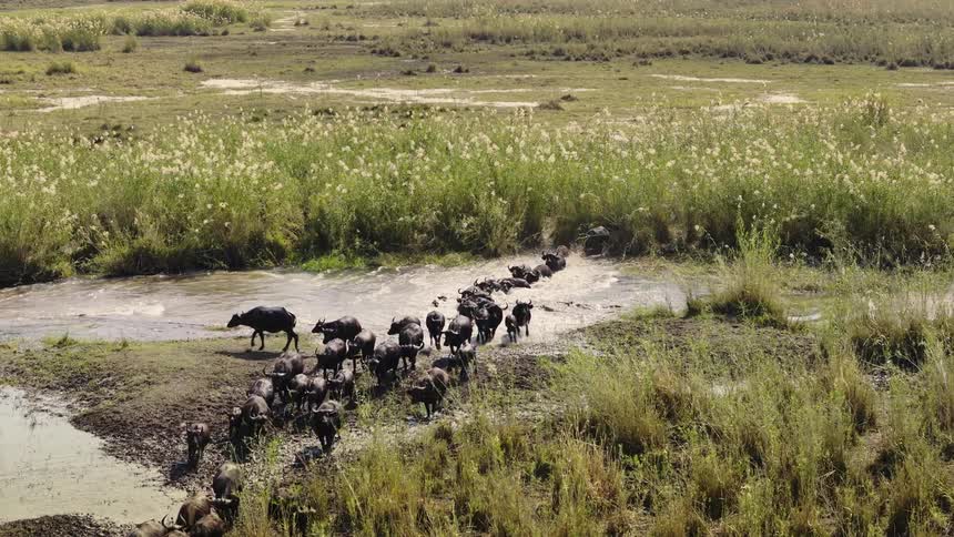 Cape buffalo walking in the same direction crossing a lake through the wetlands