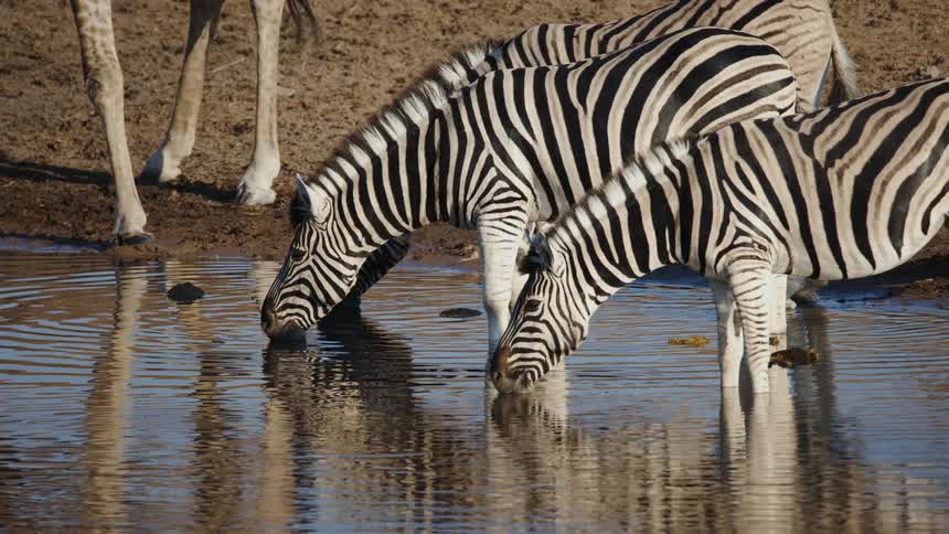 Zebra are drinking water from the pond