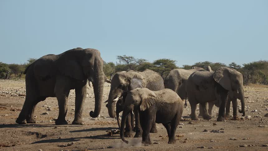 A group of elephants are walking and standing together