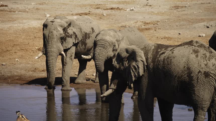A herd of elephants in a small lake in the savanna