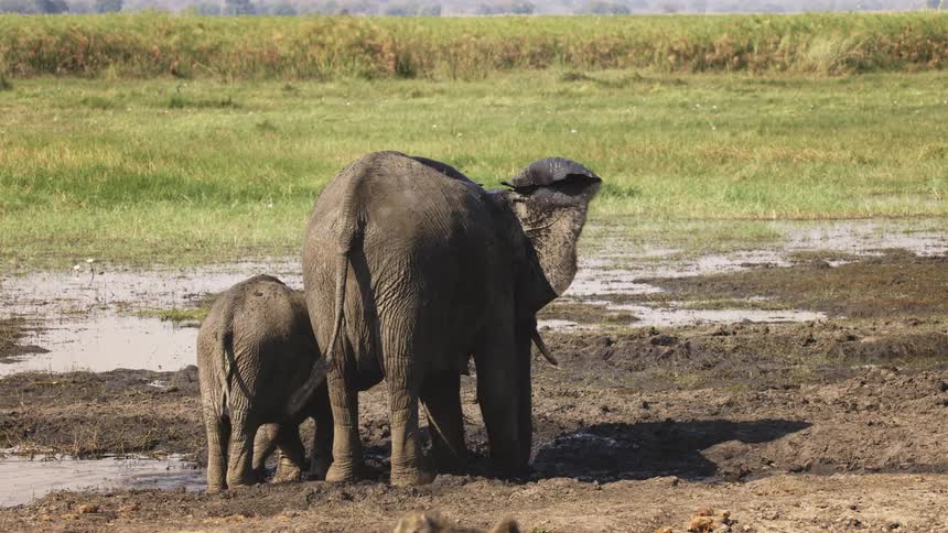 Elephants including calves in the mud bathing in the jungle