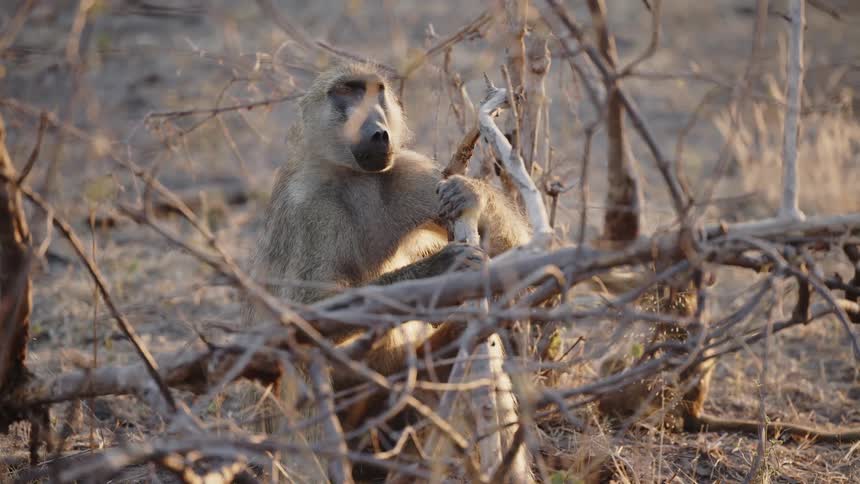 A monkey and a baby monkey sit around