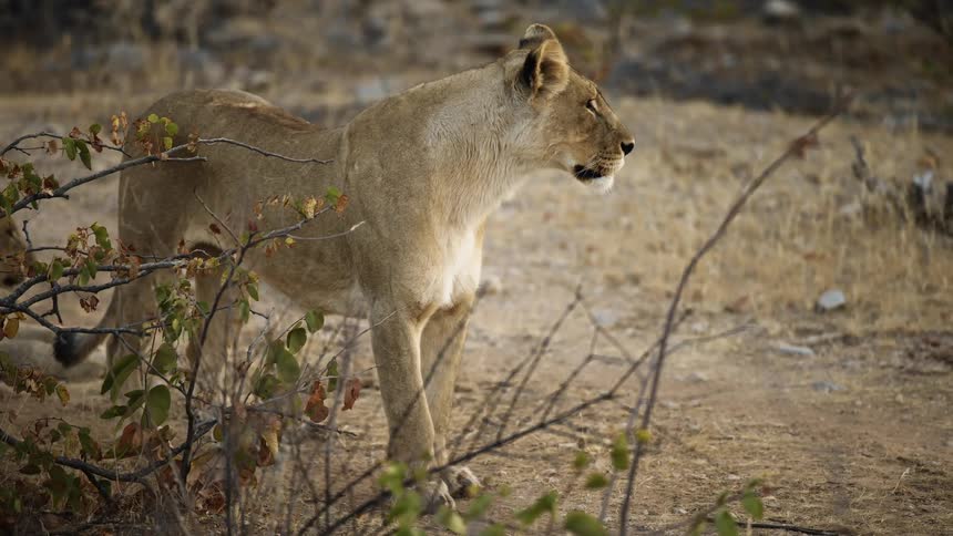 A lion standing on a sandy plain looking around