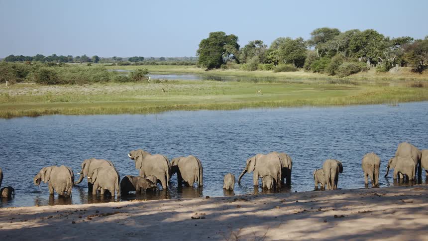 A row of elephants in a river