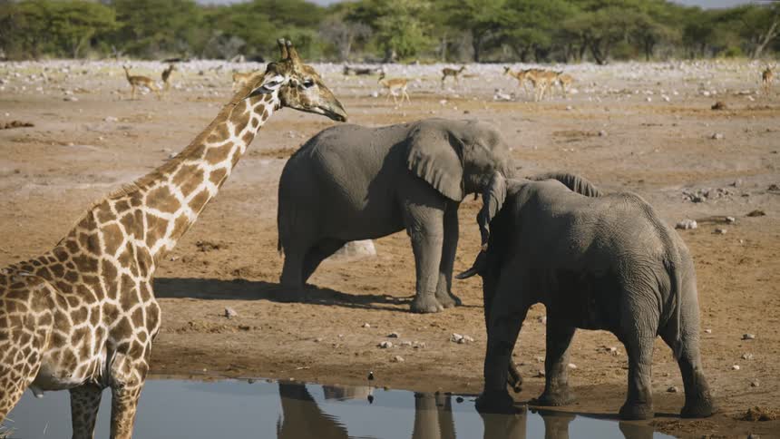 Elephants and a giraffe stand by the pond