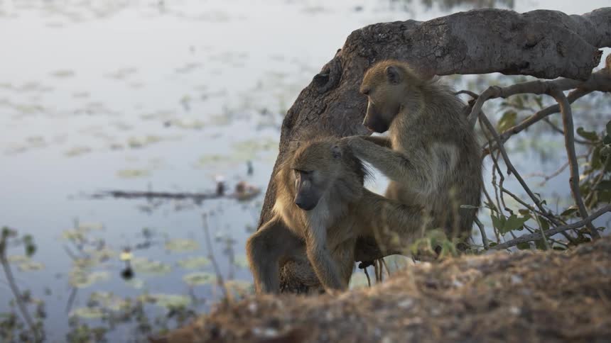 Baboon checking anothers coat on the shore of a lake in the jungle