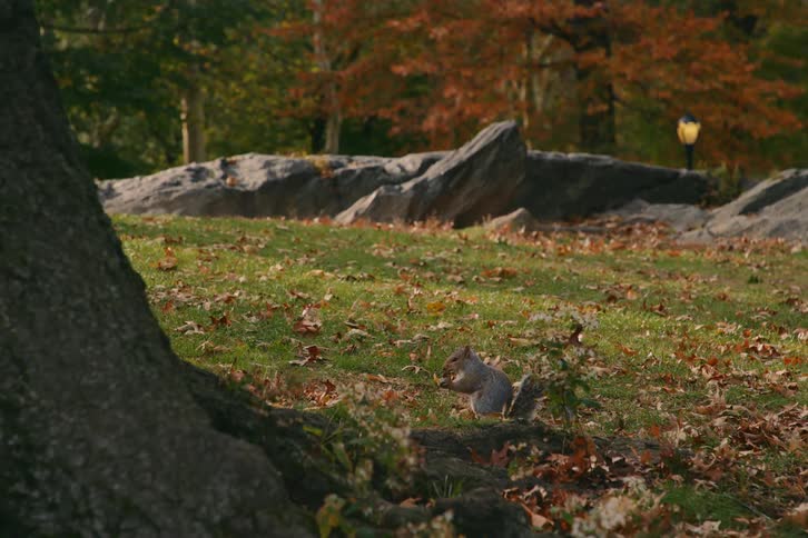 Squirrel at the foot of a tree in the woods eating a chestnut