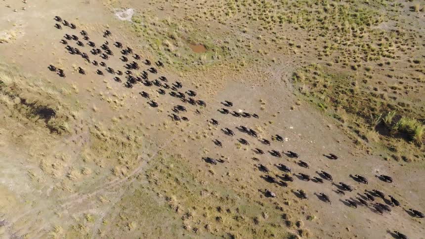 A large pack of animals walk across a plain