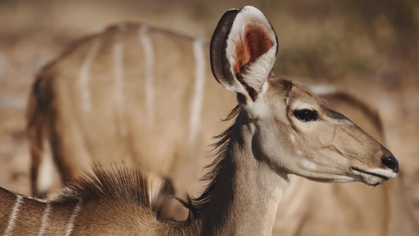A closeup of an antelope