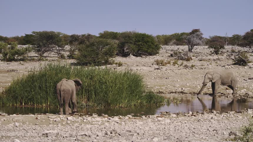 Two elephants partake from a pool of water