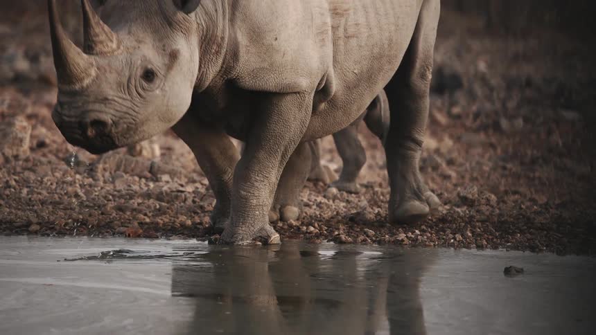 Two rhinos walking by a stream at midday after the big one drank from the stream