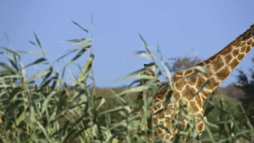 An adult giraffe and its young offspring walk along a prairie