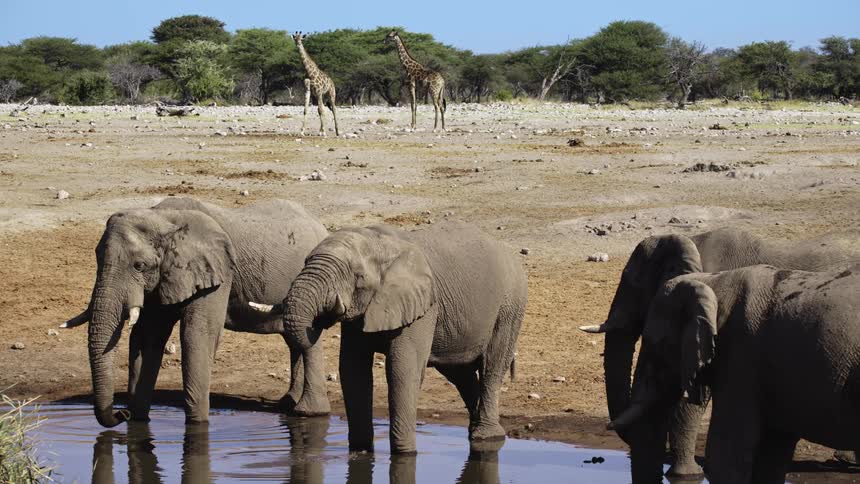 Elephants and giraffes together in the savannah on a hot summer day