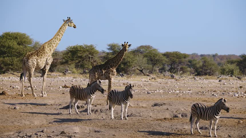 Zebra and giraffe stand on the field together