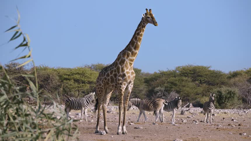 In the field a giraffe and zebras are standing together