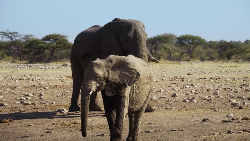 Two elephants in the wild on a sunny day