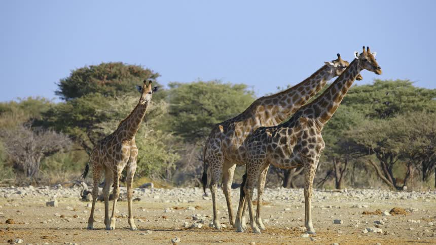 Zebras are a field in the savanna on a sunny summer day