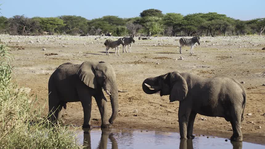 Elephants and zebras in the jungle during the day